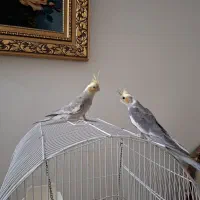 جوجه عروس هلندی