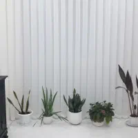 پرده شاین