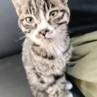 گربه واگذاری