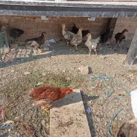 جوجه محلی