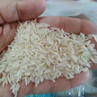 برنج نوج طارم هاشمی فریدونکنار