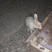 ده عدد خرگوش