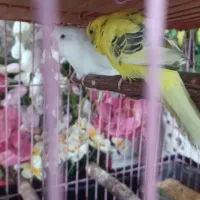 مرغ عشق|پرنده|اندیمشک, |دیوار