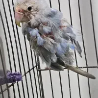 طوطی برزیلی