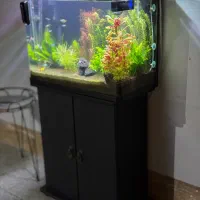 اکواریوم شرکتی پلنت گیاهی|ماهی|مشهد, رضاشهر|دیوار