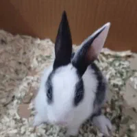 خرگوش فروشی فوری و یا معاوضه فقط 150 تومن