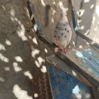 کبوتر طوقی