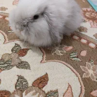 خرگوش لوپ نر دوماهه