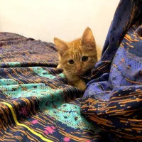 واگذاری رایگان