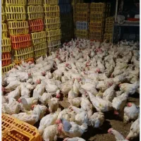 مرغ سفید تخم گذاری و کبابی 100تومن