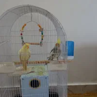 عروس هلندی|پرنده|نوشین شهر, |دیوار