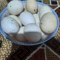 تخم مرغ محلی اصل