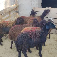 بره ماده قزل افشاری|حیوانات مزرعه|محمدیه-قزوین, |دیوار