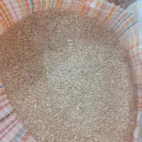گندم بوجارشده یک تن و پونصد|خوردنی و آشامیدنی|لنگرود, |دیوار