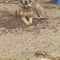 واگذاری سگ پژدر