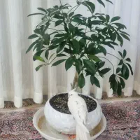 عروس هلندی