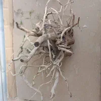 ریشه ابنوس اکواریوم