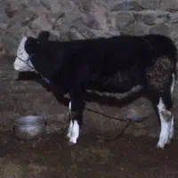 گوساله ماده