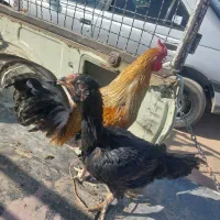 مرغ لاری و خروس