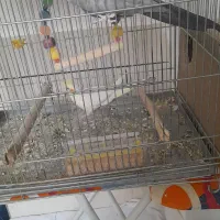 عروس هلندی مولد|پرنده|فارسان, |دیوار