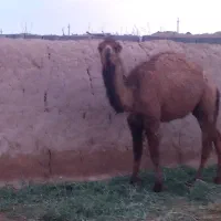 حیوانات مزرعه.شتر