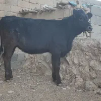 گاو و گوساله (تلیسه برانسویس)|حیوانات مزرعه|کامفیروز, |دیوار