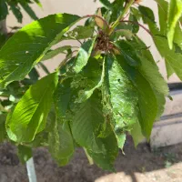 جویای کار دائم یا شراکتی نجار هستم
