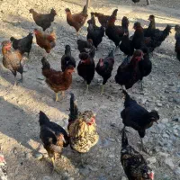 مرغ و خروس مخلوط گلین و محلی و کاکلی