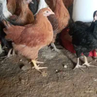 فروشه جوجه مرغ وخروس فقط ۱۷۰تا مونده