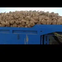 چغندر درجه یک بدون خاک تحویل دامداری