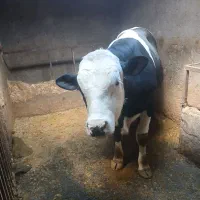 سیمیتال درجه یک سرک دار