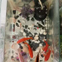 فروش ۶ عدد ماهی قرمز درشت و سالم