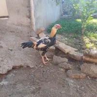 خروس دورگ|حیوانات مزرعه|سرخنکلاته, |دیوار