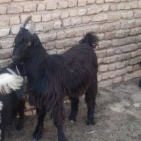شکار های خوب ودرجه یک بفروش می‌رسد