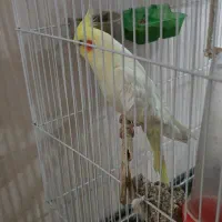 فروش عروس هلندی با قفس بزرگ و امکانات|پرنده|شیراز, آزادگان|دیوار