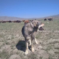 سگ عراقی و یک ماده واگذار میگردد