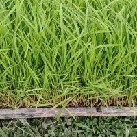 توم نشا هاشمی آماده برای کاشت