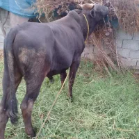 گاو نر