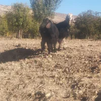 بز گوسفند میش