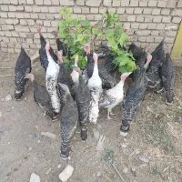 فروش