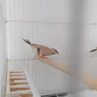 فنچ کراواتی شکلاتی ونرمال