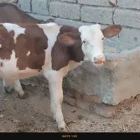 کوساله سمینتال اصل
