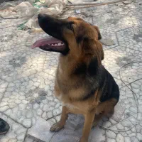 ژرمن ماده ۸ماهه|سگ|لاهیجان, کوی خزر|دیوار