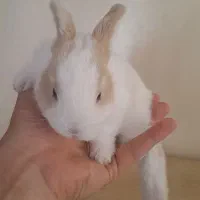 4 تا خرگوش میکس