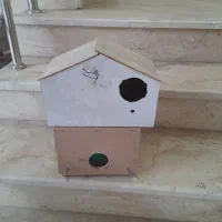 لانه عروس هلندی