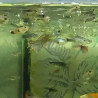 معاوضه گو پی با میگو گلد و رنگهای دیگه