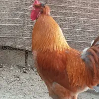 خروس زینتی لهستانی و لاری دو رگه و برهما گلد