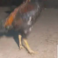 خروس لاری|حیوانات مزرعه|تهران, قیطریه|دیوار