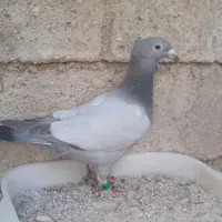 فروش کبوتران بی خط|پرنده|کوه چنار, |دیوار