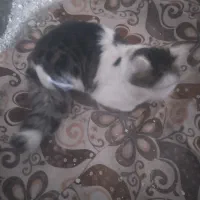 گربه دورگه پرشین|گربه|اردبیل, |دیوار